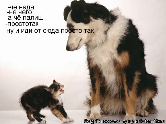-чё нада -не чего -а чё палиш -простотак -ну и иди от сюда просто так... Котоматрица: -чё нада -не чего -а чё палиш -простотак -ну и иди от сюда просто так