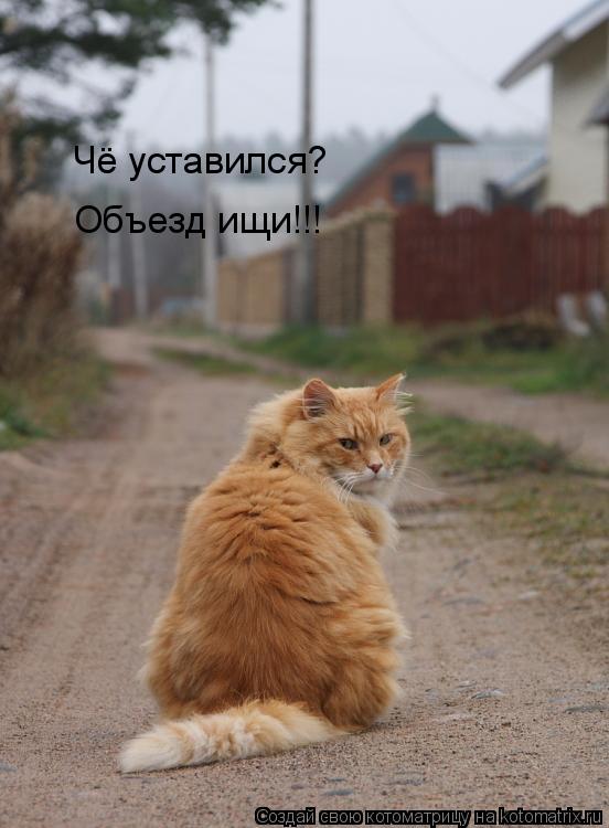 Чё уставился? Объезд ищи!!!... Котоматрица: Чё уставился? Объезд ищи!!!