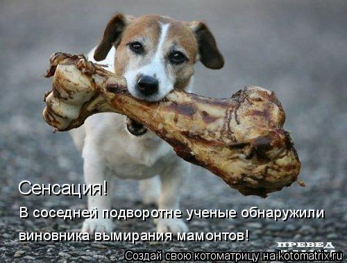 В соседней подворотне ученые обнаружили виновника вымирания мамонтов! Сенсация!... Котоматрица: В соседней подворотне ученые обнаружили виновника вымирания мамонтов! Сенсация!