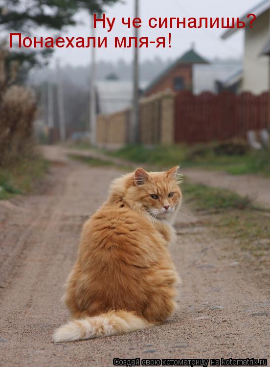 Ну че сигналишь? Понаехали мля-я!... Котоматрица: Ну че сигналишь? Понаехали мля-я!