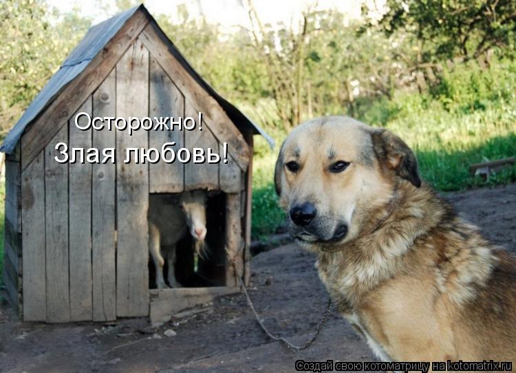 Котоматрица: Осторожно! Злая любовь!