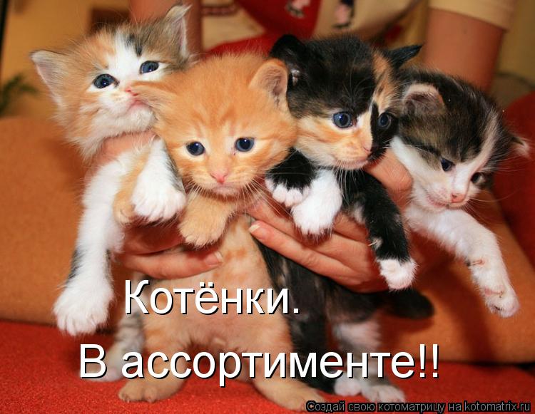 Котёнки. В ассортименте!!... Котоматрица: Котёнки. В ассортименте!!