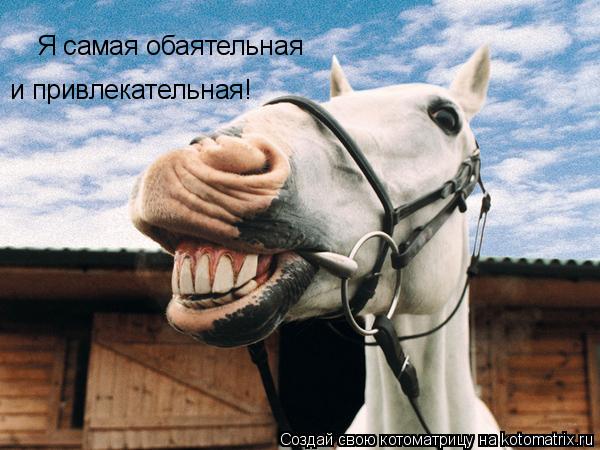 Я самая обаятельная и привлекательная!... Котоматрица: Я самая обаятельная и привлекательная!