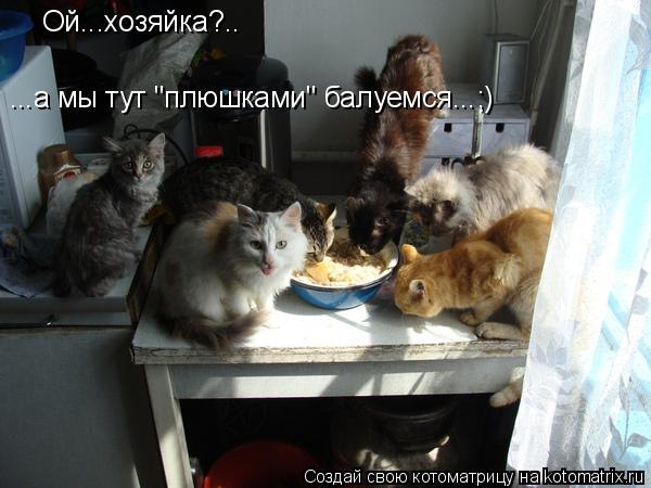 Ой...хозяйка?.. ...а мы тут "плюшками" балуемся...;)... Котоматрица: Ой...хозяйка?.. ...а мы тут "плюшками" балуемся...;)