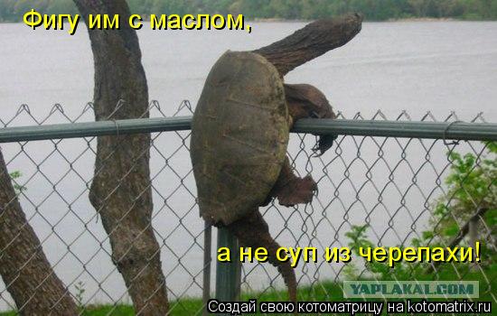 Котоматрица: Фигу им с маслом,  а не суп из черепахи!