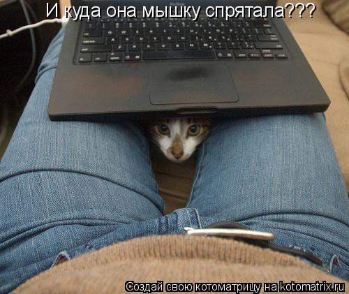 И куда она мышку спрятала???... Котоматрица: И куда она мышку спрятала???