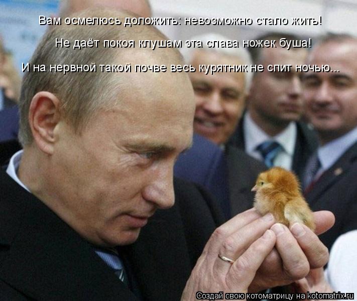 Котоматрица: Вам осмелюсь доложить: невозможно стало жить! Не даёт покоя клушам эта слава ножек буша! И на нервной такой почве весь курятник не спит ночь
