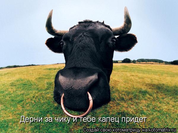 Дерни за чику и тебе капец придет... Котоматрица: Дерни за чику и тебе капец придет