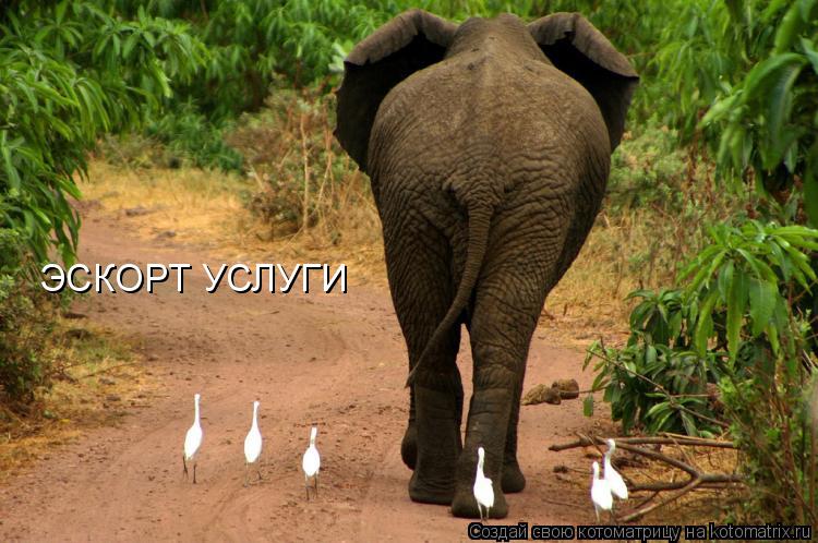ЭСКОРТ УСЛУГИ... Котоматрица: ЭСКОРТ УСЛУГИ