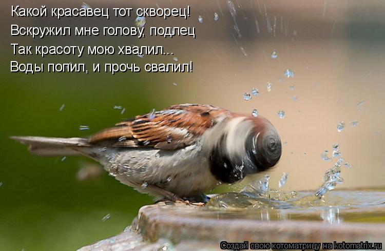 Котоматрица: Какой красавец тот скворец!  Вскружил мне голову, подлец Так красоту мою хвалил... Воды попил, и прочь свалил!