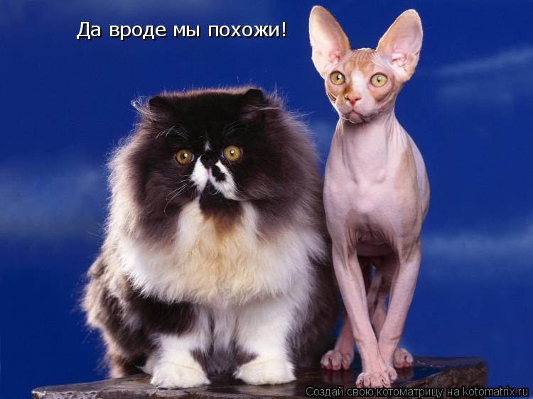 Да вроде мы похожи!... Котоматрица: Да вроде мы похожи!