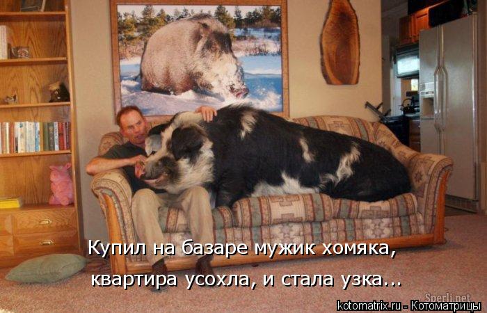 Котоматрица: Купил на базаре мужик хомяка,  квартира усохла, и стала узка...