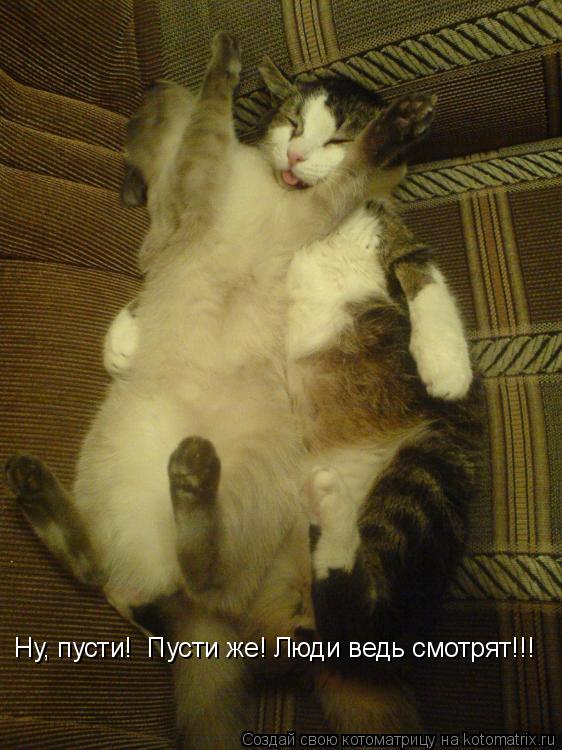 Ну, пусти! Пусти же! Люди ведь смотрят!!!... Котоматрица: Ну, пусти! Пусти же! Люди ведь смотрят!!!