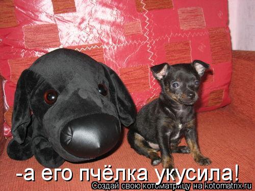 -а его пчёлка укусила!... Котоматрица: -а его пчёлка укусила!