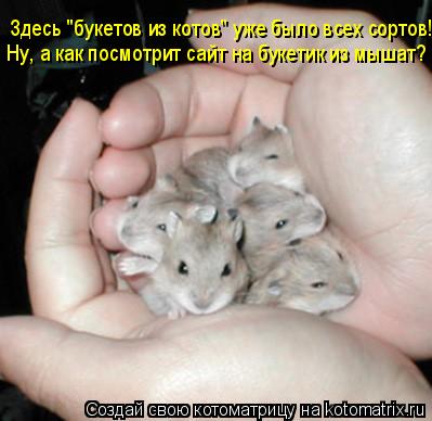 Котоматрица: Здесь "букетов из котов" уже было всех сортов! Ну, а как посмотрит сайт на букетик из мышат?