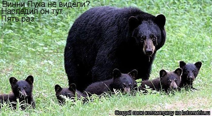 Котоматрица: Винни Пуха не видели? Наследил он тут... Пять раз...