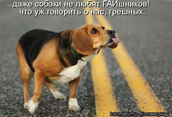 даже собаки не любят ГАИшников! что уж говорить о нас, грешных.... Котоматрица: даже собаки не любят ГАИшников! что уж говорить о нас, грешных.
