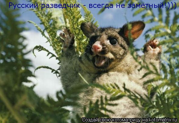 Русский разведчик - всегда не заметный!)))... Котоматрица: Русский разведчик - всегда не заметный!)))