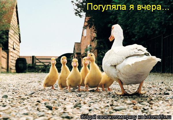 Погуляла я вчера...... Котоматрица: Погуляла я вчера...