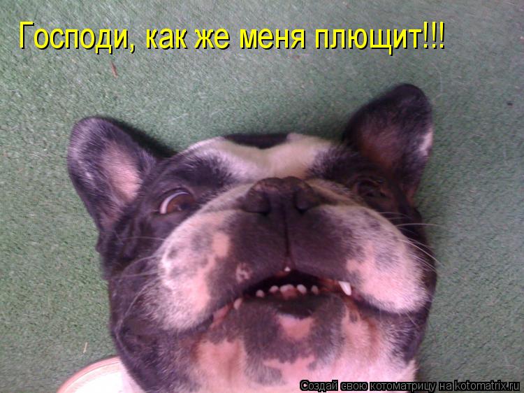 Господи, как же меня плющит!!!... Котоматрица: Господи, как же меня плющит!!!