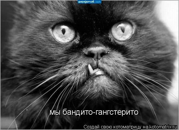 мы бандито-гангстерито... Котоматрица: мы бандито-гангстерито