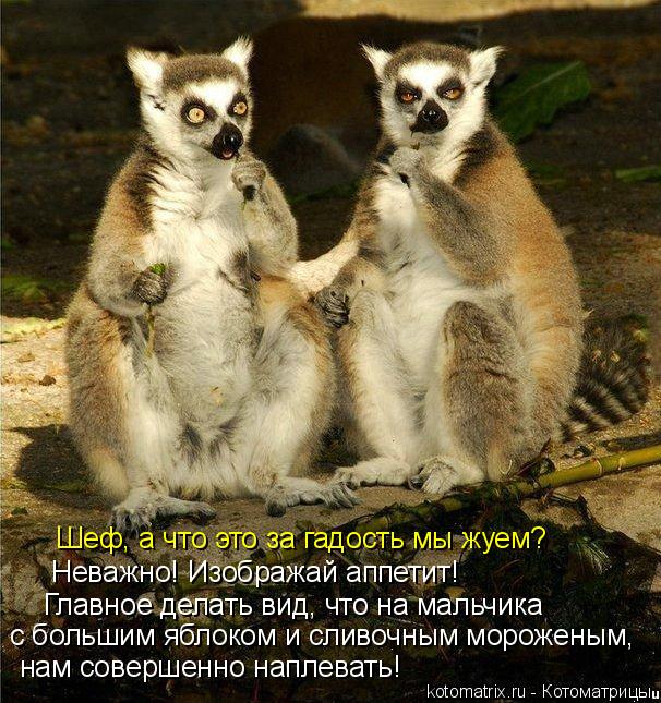 Главное делать вид, что на мальчика с большим яблоком и сливочным мороженым, нам совершенно наплева... Котоматрица: Главное делать вид, что на мальчика с большим яблоком и сливочным мороженым, нам совершенно наплевать! Неважно! Изображай аппетит! Шеф, а ч