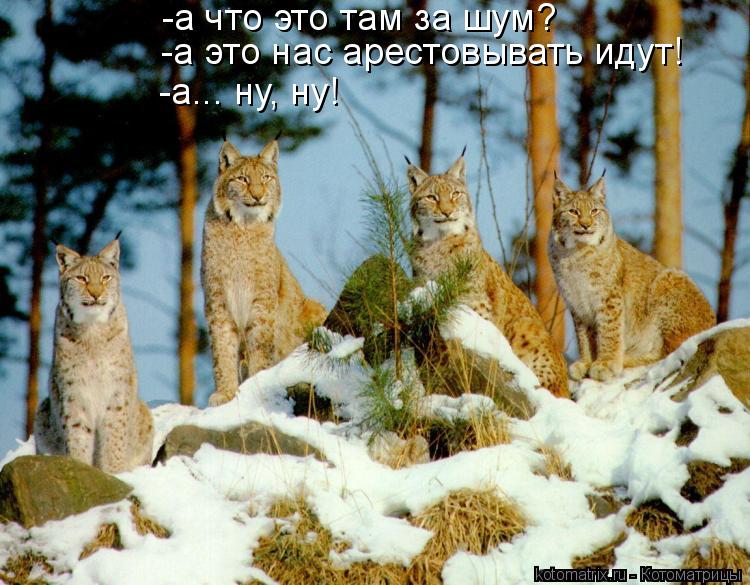 -а что это там за шум? -а это нас арестовывать идут! -а... ну, ну!... Котоматрица: -а что это там за шум? -а это нас арестовывать идут! -а... ну, ну!