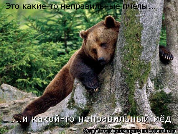 Это какие-то неправильные пчелы... ...и какой-то неправильный мёд... Котоматрица: Это какие-то неправильные пчелы... ...и какой-то неправильный мёд
