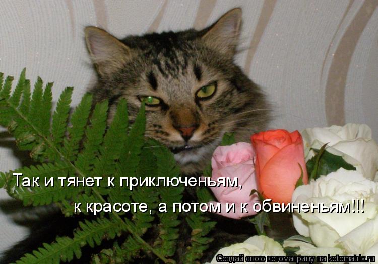 Так и тянет к приключеньям, к красоте, а потом и к обвиненьям!!!... Котоматрица: Так и тянет к приключеньям, к красоте, а потом и к обвиненьям!!!