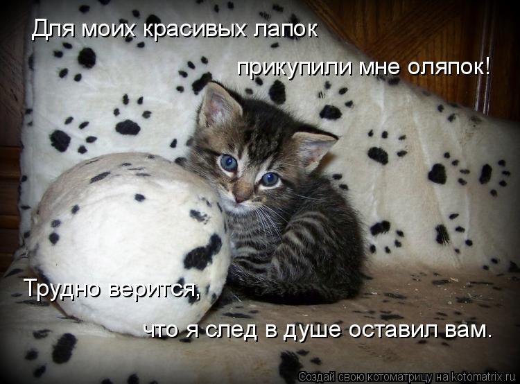 Для моих красивых лапок прикупили мне оляпок! Трудно верится, что я след в душе оставил вам.... Котоматрица: Для моих красивых лапок прикупили мне оляпок! Трудно верится, что я след в душе оставил вам.