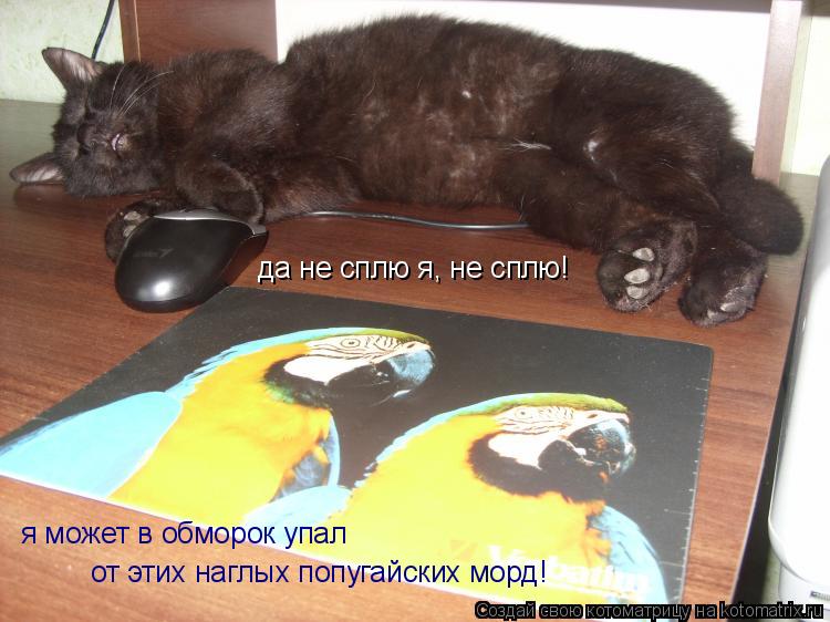 да не сплю я, не сплю! от этих наглых попугайских морд! я может в обморок упал... Котоматрица: да не сплю я, не сплю! от этих наглых попугайских морд! я может в обморок упал