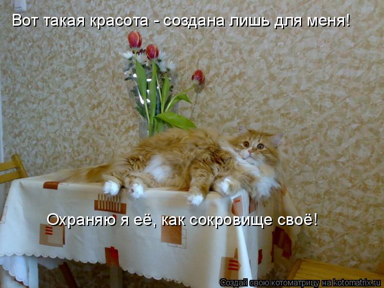 Вот такая красота - создана лишь для меня! Охраняю я её, как сокровище своё!... Котоматрица: Вот такая красота - создана лишь для меня! Охраняю я её, как сокровище своё!