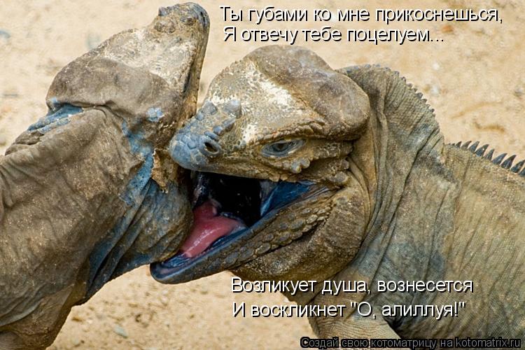 Ты губами ко мне прикоснешься, Я отвечу тебе поцелуем... Возликует душа, вознесется И воскликнет "О, ... Котоматрица: Ты губами ко мне прикоснешься, Я отвечу тебе поцелуем... Возликует душа, вознесется И воскликнет "О, алиллуя!"