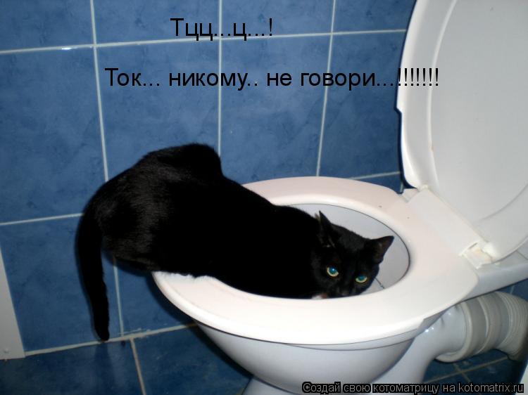 Тцц...ц...! Ток... никому.. не говори...!!!!!!!... Котоматрица: Тцц...ц...! Ток... никому.. не говори...!!!!!!!