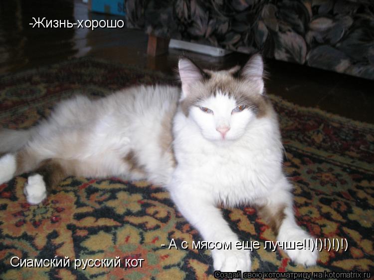 Котоматрица: -Жизнь-хорошо - А с мясом еще лучше!!)!)!)!)!) Сиамский русский кот