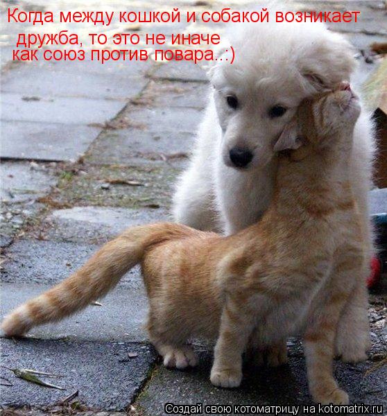 дружба, то это не иначе как союз против повара..:) Когда между кошкой и собакой возникает... Котоматрица: дружба, то это не иначе как союз против повара..:) Когда между кошкой и собакой возникает