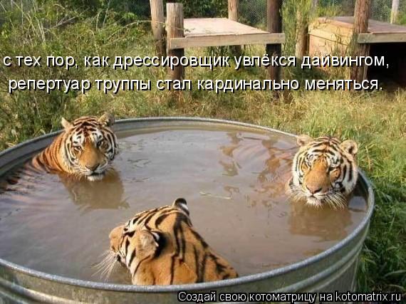 Котоматрица: с тех пор, как дрессировщик увлёкся дайвингом, репертуар труппы стал кардинально меняться.