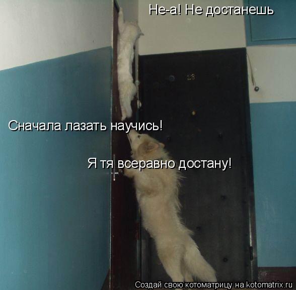 Я тя всеравно достану! Не-а! Не достанешь Сначала лазать научись!... Котоматрица: Я тя всеравно достану! Не-а! Не достанешь Сначала лазать научись!