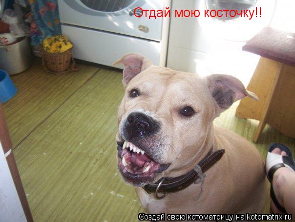 Отдай мою косточку!!... Котоматрица: Отдай мою косточку!!