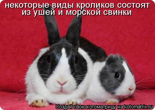 некоторые виды кроликов состоят из ушей и морской свинки... Котоматрица: некоторые виды кроликов состоят из ушей и морской свинки