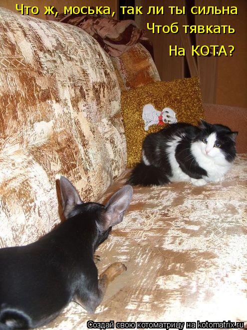 Что ж, моська, так ли ты сильна Чтоб тявкать На КОТА?... Котоматрица: Что ж, моська, так ли ты сильна Чтоб тявкать На КОТА?
