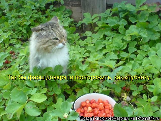 Котоматрица: Так бы фарш доверяли посторожить, как клубнику...