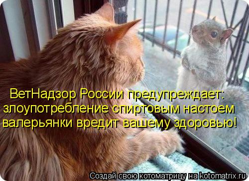 Котоматрица: ВетНадзор России предупреждает: злоупотребление спиртовым настоем  валерьянки вредит вашему здоровью!