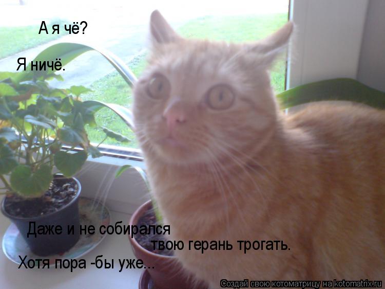 А я чё? Я ничё. Даже и не собирался твою герань трогать. Хотя пора -бы уже...... Котоматрица: А я чё? Я ничё. Даже и не собирался твою герань трогать. Хотя пора -бы уже...