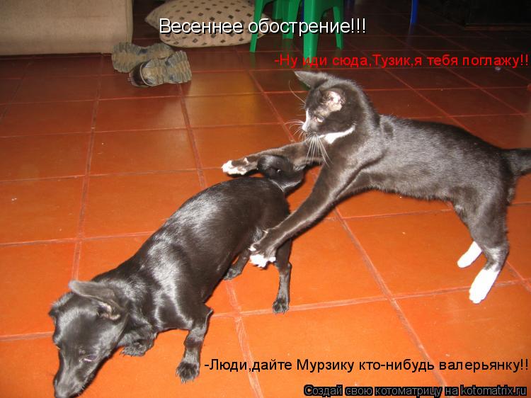 Весеннее обострение!!! -Ну иди сюда,Тузик,я тебя поглажу!!! -Люди,дайте Мурзику кто-нибудь валерьянку... Котоматрица: Весеннее обострение!!! -Ну иди сюда,Тузик,я тебя поглажу!!! -Люди,дайте Мурзику кто-нибудь валерьянку!!!