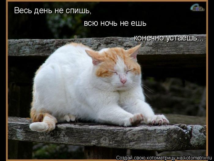 Весь день не спишь, Весь день не спишь, всю ночь не ешь конечно устаешь...... Котоматрица: Весь день не спишь, Весь день не спишь, всю ночь не ешь конечно устаешь...