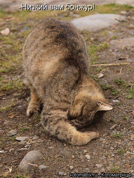 Котоматрица: -Низкий вам бонжур!