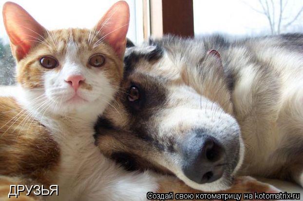 ДРУЗЬЯ... Котоматрица: ДРУЗЬЯ