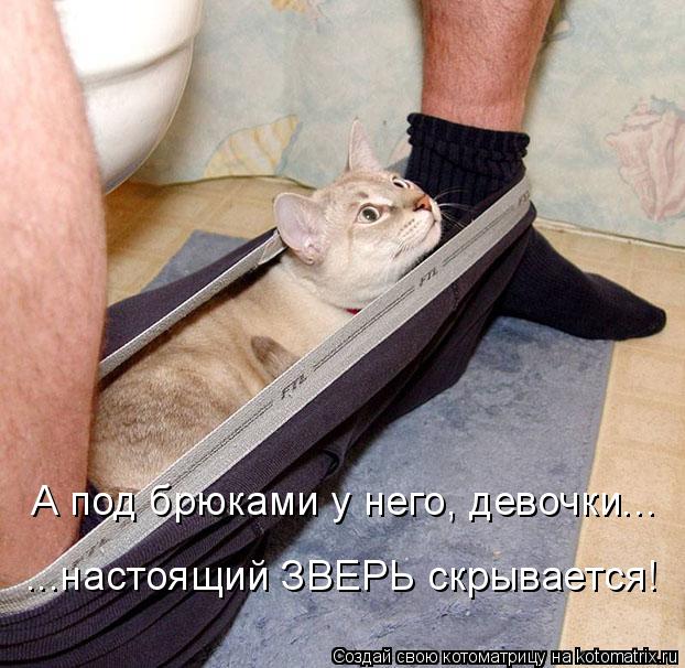 Котоматрица: А под брюками у него, девочки... ...настоящий ЗВЕРЬ скрывается!