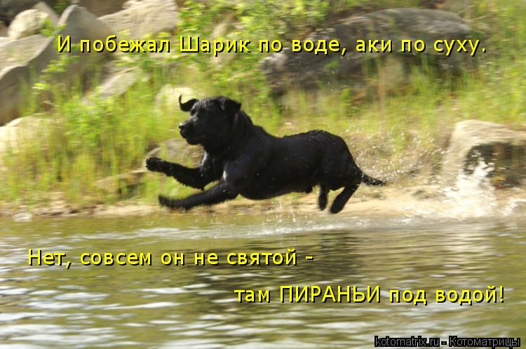 И побежал Шарик по воде, аки по суху… Нет, совсем он не святой - там ПИРАНЬИ под водой!... Котоматрица: И побежал Шарик по воде, аки по суху… Нет, совсем он не святой - там ПИРАНЬИ под водой!